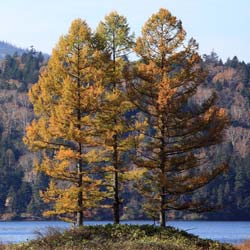 Larch, Japanese